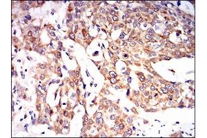 Immunohistochemistry (IHC) image for anti-Paraoxonase 1 (PON1) (AA 20-155) antibody (ABIN1724910)