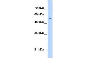 PGS1 antibody used at 0. (PGS1 anticorps  (C-Term))