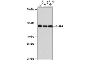 Western blot analysis of extracts of various cell lines, using BMP4 Rabbit mAb (ABIN7265898) at 1:1000 dilution. (BMP4 anticorps)