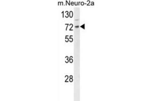 Western Blotting (WB) image for anti-DnaJ (Hsp40) Homolog, Subfamily C, Member 2 (DNAJC2) antibody (ABIN3004363) (DNAJC2 anticorps)