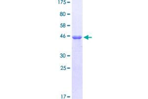 LEF1 Protein (AA 33-138) (GST tag)