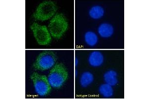 Immunofluorescence staining of fixed HepG2 cells with anti-A2A-Adenosine Receptor antibody Ig2838. (Recombinant Adenosine A2a Receptor anticorps)