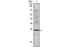 Western Blot showing IL1a antibody used against truncated IL1a recombinant protein. (IL1A anticorps)