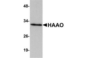 Western Blotting (WB) image for anti-3-hydroxyanthranilate 3,4-Dioxygenase (HAAO) (N-Term) antibody (ABIN1031399) (HAAO anticorps  (N-Term))