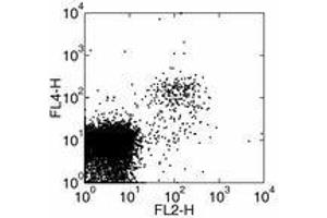 Image no. 1 for anti-Killer Cell Lectin-Like Receptor Subfamily K, Member 1 (KLRK1) antibody (ABIN476107) (KLRK1 anticorps)