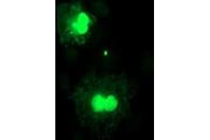 Anti-FXN mouse monoclonal antibody (ABIN2455585) immunofluorescent staining of COS7 cells transiently transfected by pCMV6-ENTRY FXN (RC204880). (Frataxin anticorps)