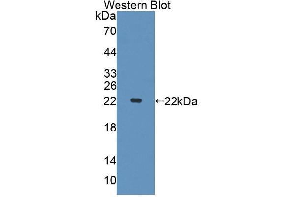 PHF8 anticorps  (AA 195-351)