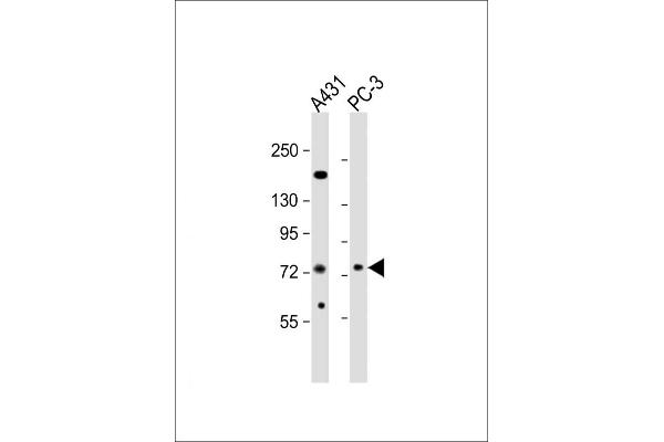 NGEF anticorps  (C-Term)