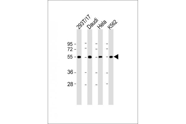 B7-H6 anticorps  (C-Term)