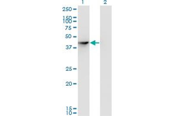 SEPHS1 anticorps  (AA 1-96)