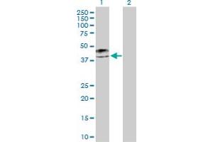 Western Blot analysis of KRT19 expression in transfected 293T cell line by KRT19 MaxPab polyclonal antibody. (Cytokeratin 19 anticorps  (AA 1-400))