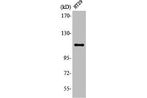Western Blot analysis of HT29 cells using Lfc Polyclonal Antibody (ARHGEF2 anticorps)