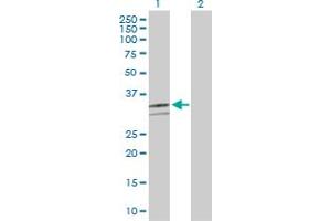 Western Blot analysis of CD46 expression in transfected 293T cell line by CD46 MaxPab polyclonal antibody. (CD46 anticorps  (AA 1-384))