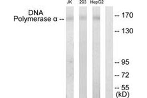 Western Blotting (WB) image for anti-DNA Polymerase alpha (POLA1) (AA 81-130) antibody (ABIN2889386) (POLA1 anticorps  (AA 81-130))