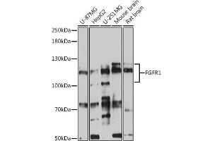 Western blot analysis of extracts of various cell lines, using FGFR1 antibody (ABIN6134360, ABIN6140610, ABIN6140612 and ABIN6213611) at 1:500 dilution. (FGFR1 anticorps  (AA 300-400))