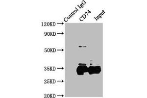 Immunoprecipitating CD74 in Raji whole cell lysate Lane 1: Rabbit control IgG instead of ABIN7155575 in Raji whole cell lysate. (CD74 anticorps  (AA 137-296))
