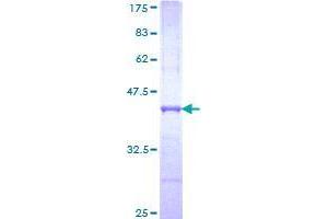 Image no. 1 for Rap Guanine Nucleotide Exchange Factor (GEF)-Like 1 (RAPGEFL1) (AA 1-99) protein (GST tag) (ABIN1317425) (RAPGEFL1 Protein (AA 1-99) (GST tag))