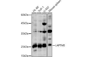 Western blot analysis of extracts of various cell lines, using L antibody (ABIN7268342) at 1:1000 dilution. (LAPTM5 anticorps)
