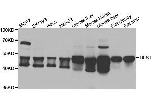 Western blot analysis of extracts of various cell lines, using DLST antibody (ABIN5975439) at 1/1000 dilution. (DLST anticorps)