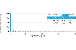 Protein Array (PAr) image for anti-Developing Brain Homeobox 1 (DBX1) antibody (ABIN7456301) (DBX1 anticorps)