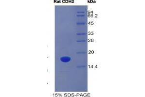 SDS-PAGE analysis of Rat Cadherin, Neuronal Protein. (N-Cadherin Protéine)