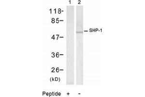 Image no. 2 for anti-Protein-tyrosine Phosphatase 1C (PTPN6) (Tyr536) antibody (ABIN197593) (SHP1 anticorps  (Tyr536))