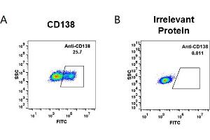 cell line transfected with irrelevant protein  (B) and human CD138  (A) were surface stained with anti-CD138 neutralizing antibody 1 μg/mL (indatuximab) followed by Alexa 488-conjugated anti-human IgG secondary antibody. (Recombinant CD138 (Indatuximab Biosimilar) anticorps)