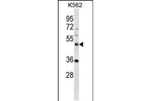 Western blot analysis in K562 cell line lysates (35ug/lane). (NLE1 anticorps  (C-Term))