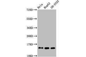 Western Blot Positive WB detected in Hela whole cell lysate 72epG2 whole cell lysate 83H-SY5Y whole cell lysate All lanes Mono-methyl-Histone H3. (Recombinant HIST1H3A anticorps  (H3R2me))
