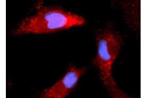 Immunofluorescence (IF) image for anti-Calbindin (CALB1) (AA 1-261) antibody (APC) (ABIN5568512) (CALB1 anticorps  (AA 1-261) (APC))