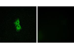 Peptide - +Immunofluorescence analysis of MCF-7 cells, using GPR22 antibody. (GPR22 anticorps  (Internal Region))