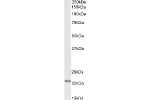 Biotinylated ABIN4902634 (1µg/ml) staining of Rat Brain lysate (35µg protein in RIPA buffer), exactly mirroring its parental non-biotinylated product. (FTL anticorps  (C-Term) (Biotin))