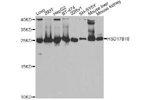 Western blot analysis of extracts of various cell lines, using HSD17B10 antibody. (HSD17B10 anticorps)