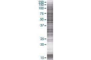 GOLPH3 transfected lysate. (GOLPH3 293T Cell Transient Overexpression Lysate(Denatured))