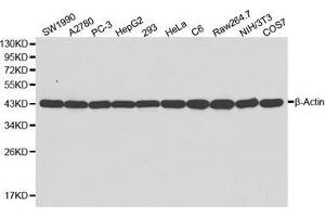 Western blot analysis of extracts of various cell lines, using β-actin antibody. (beta Actin anticorps)