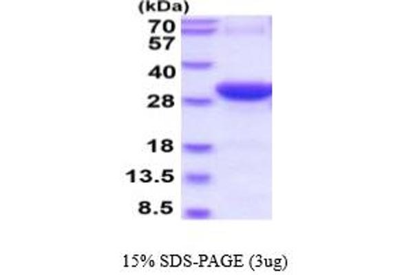 SYT1 Protein (AA 136-382) (His tag)