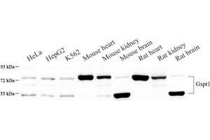 Western blot analysis of GSPT1 (ABIN7073859) at dilution of 1: 500 (eRF3/GSPT1 anticorps)