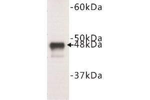 Western Blotting (WB) image for anti-Keratin 18 (KRT18) (C-Term) antibody (ABIN1854880) (Cytokeratin 18 anticorps  (C-Term))