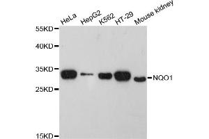 Western blot analysis of extracts of various cell lines, using NQO1 antibody (ABIN5969980) at 1:3000 dilution. (NQO1 anticorps)