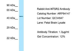 Western Blotting (WB) image for anti-Neurotensin Receptor 2 (NTSR2) (C-Term) antibody (ABIN971299) (NTSR2 anticorps  (C-Term))