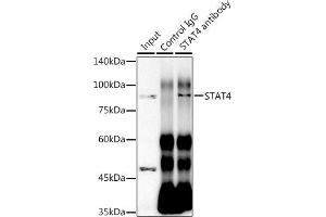 Immunoprecipitation analysis of 300 μg extracts of HeLa cells using 3 μg ST antibody (ABIN1681118, ABIN7101700, ABIN7101701 and ABIN7101702). (STAT4 anticorps)