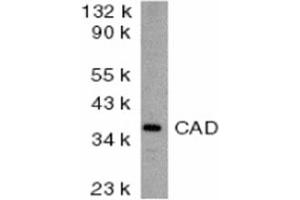Image no. 2 for anti-DNA Fragmentation Factor, 40kDa, beta Polypeptide (Caspase-Activated DNase) (DFFB) (AA 205-222) antibody (ABIN307617) (DFFB anticorps  (AA 205-222))