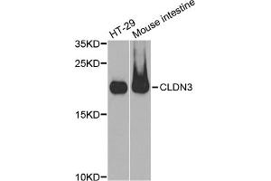 Western blot analysis of extracts of various cell lines, using CLDN3 antibody (ABIN5971516) at 1:400 dilution. (Claudin 3 anticorps)
