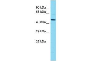 Host: Rabbit Target Name: MLIP Sample Type: MCF7 Whole Cell lysates Antibody Dilution: 1. (MLIP anticorps  (Middle Region))