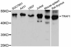 Western blot analysis of extracts of various cell lines, using TRAF1 antibody (ABIN5970024) at 1:3000 dilution. (TRAF1 anticorps)