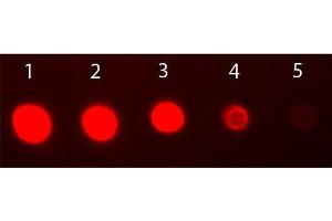 Dot Blot of Rabbit IgG Fab2 Antibody Fluorescein Conjugated. (Chèvre anti-Lapin IgG (F(ab')2 Region) Anticorps (FITC) - Preadsorbed)