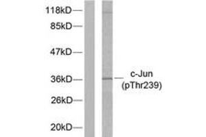 Western Blotting (WB) image for anti-Jun Proto-Oncogene (JUN) (pThr239) antibody (ABIN2888454) (C-JUN anticorps  (pThr239))