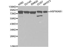 Western blot analysis of extracts of various cell lines, using HSP90AB1 antibody (ABIN5970445) at 1/1000 dilution. (HSP90AB1 anticorps)