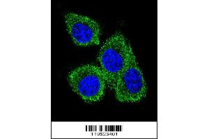 Confocal immunofluorescent analysis of GCDFP-15 Antibody with MDA-MB231 cell followed by Alexa Fluor 488-conjugated goat anti-rabbit lgG (green). (PIP anticorps  (C-Term))