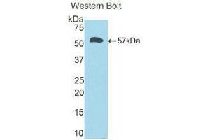 Western Blotting (WB) image for anti-Calbindin (CALB1) (AA 3-261) antibody (ABIN1858220) (CALB1 anticorps  (AA 3-261))